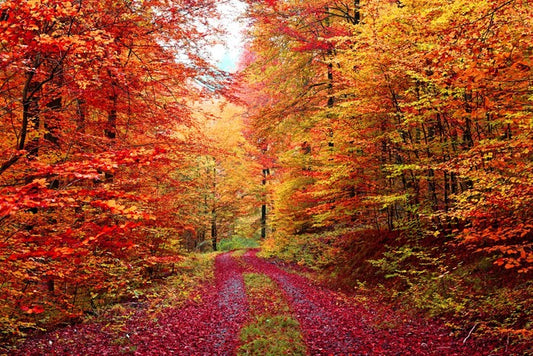 The vibrant forest