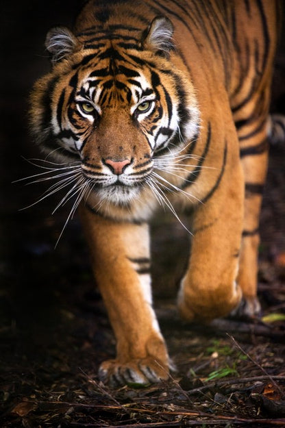 Stalking tiger