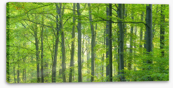 Forests