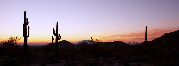 Saguaro cactus at sunrise