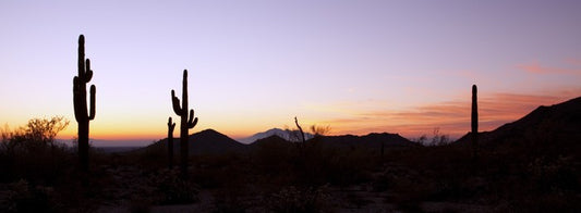 Saguaro cactus at sunrise