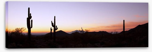 Saguaro cactus at sunrise