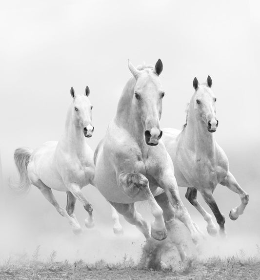 Wild white horses