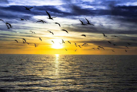 Gulls on the horizon