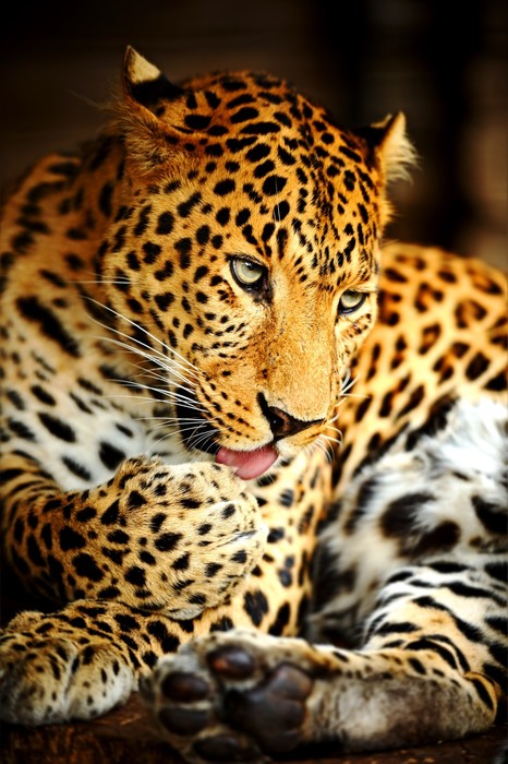 A lick of the paw