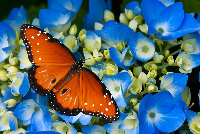The hydrangea queen