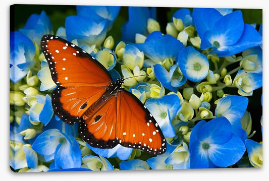 The hydrangea queen