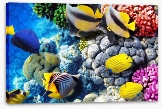 Finding Dory