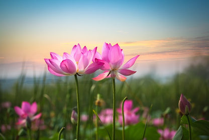 Lotus flower sunset