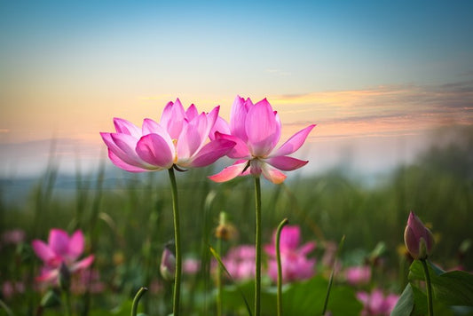 Lotus flower sunset