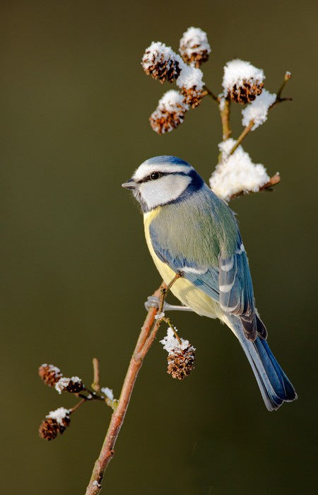 Snow branch blue tit
