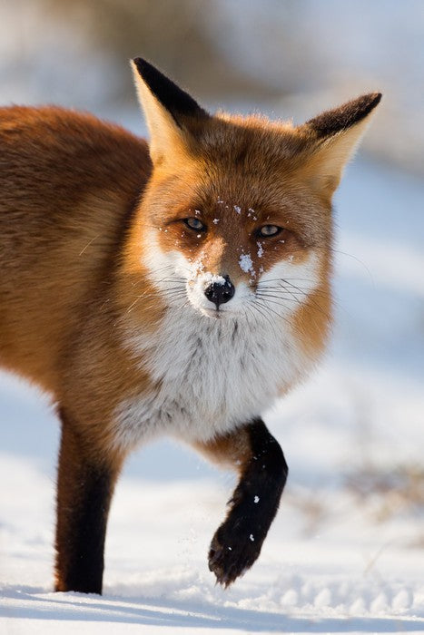 Cold feet fox