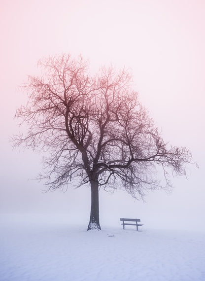 Winter tree in foggy sunrise