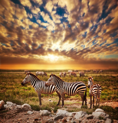 Zebras in Serengeti sunset
