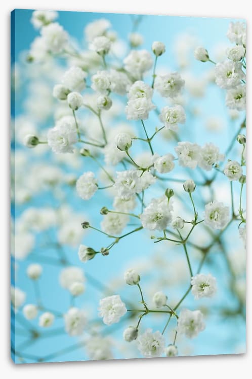 Baby breath blossom