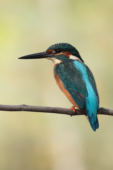 Majestic Kingfisher