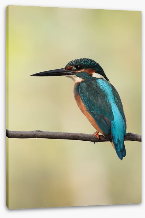 Majestic Kingfisher