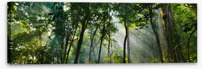 Rainforest rays panorama