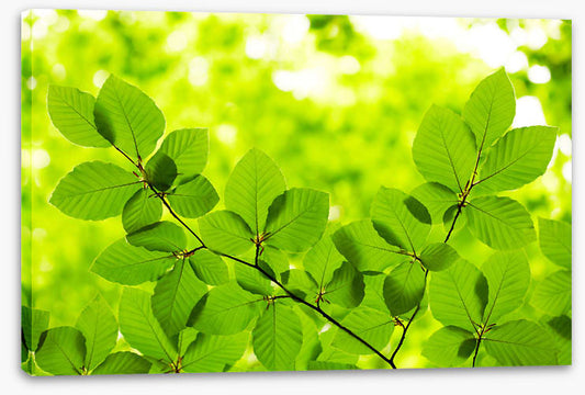 Leaves