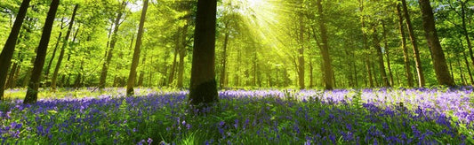 Bluebell woods panorama