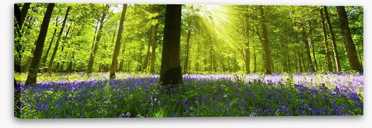 Bluebell woods panorama