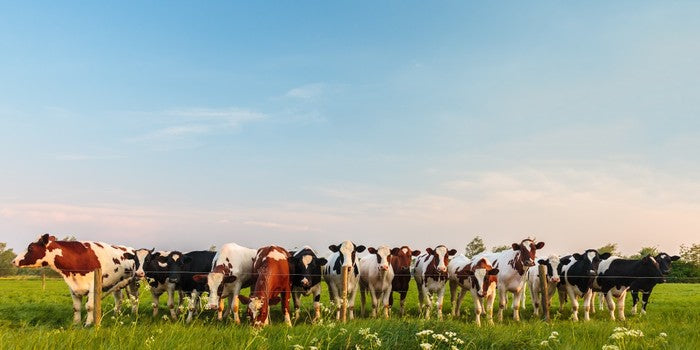 Twelve cows a grazing