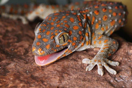 Reptiles / Amphibian
