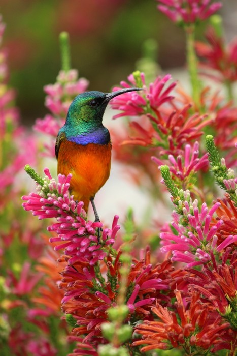 Hummingbird nectar