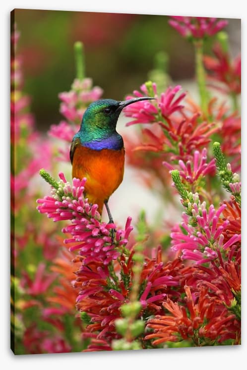 Hummingbird nectar