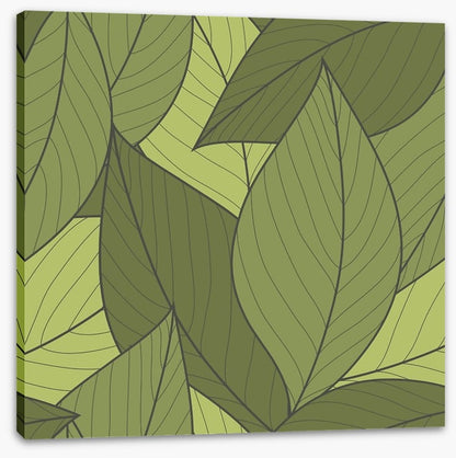 Moss leaves