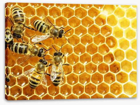 Insects