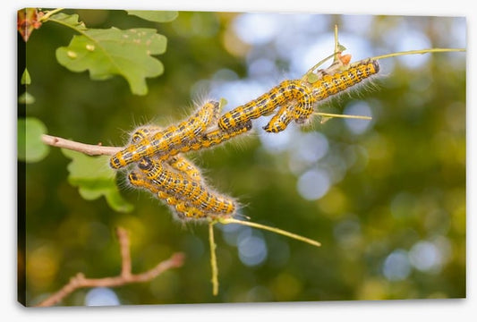 Insects