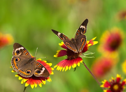 Insects