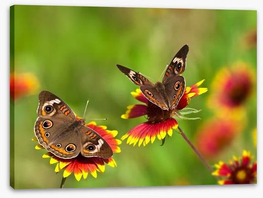 Insects
