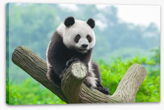 Giant panda