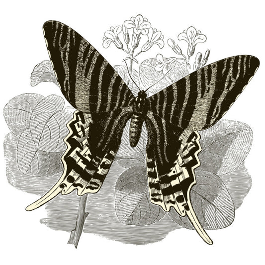 Butterfly stripes