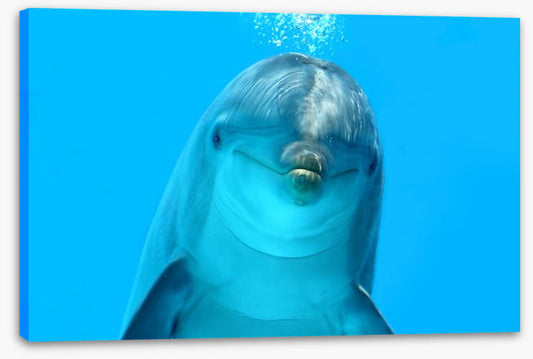 Bottlenose beauty
