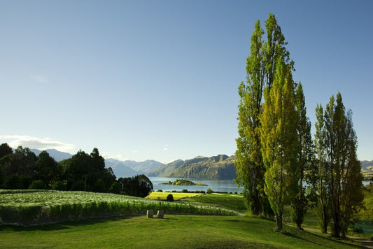 Vines to the lake