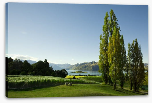 Vines to the lake