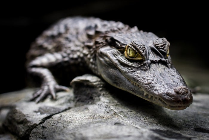 Reptiles / Amphibian