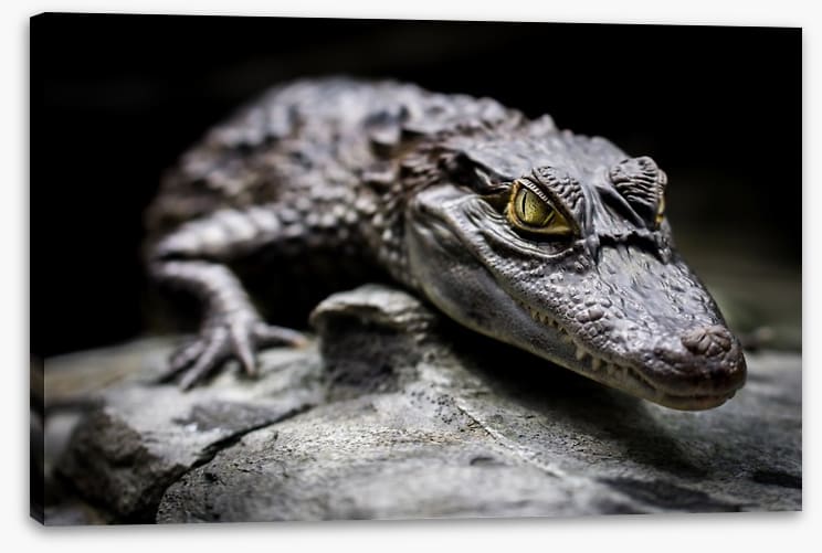 Reptiles / Amphibian