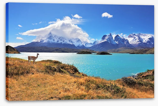 Lake Pehoe guanaco