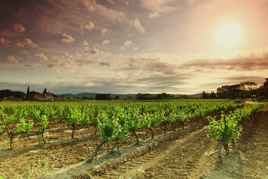 Green vineyard afternoon