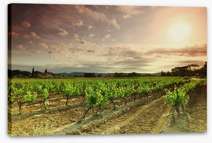 Green vineyard afternoon