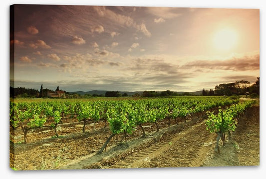 Green vineyard afternoon