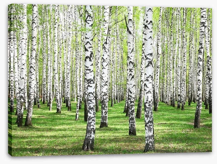 Spring green birch grove