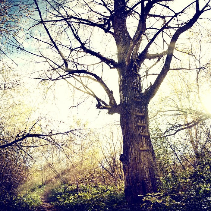 The ancient tree