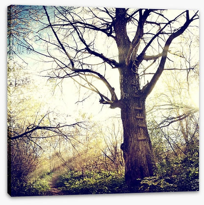 The ancient tree