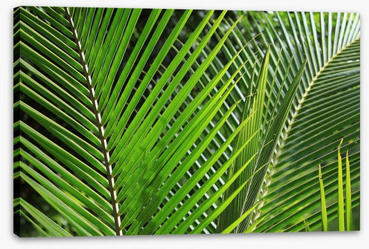 Leaves