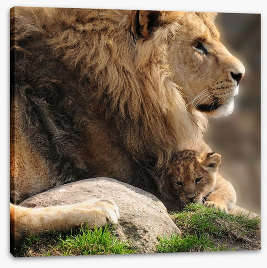 Pride and protection